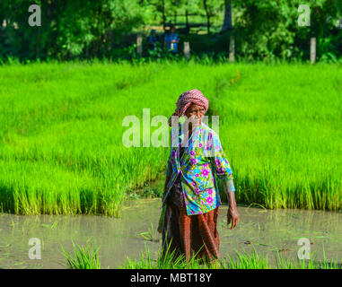 Eine Giang, Vietnam - Sep 2, 2017. Eine Frau auf dem Reisfeld am sonnigen Tag in einem Giang, südlichen Vietnam. Stockfoto