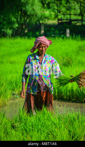 Eine Giang, Vietnam - Sep 2, 2017. Eine Frau auf dem Reisfeld am sonnigen Tag in einem Giang, südlichen Vietnam. Stockfoto