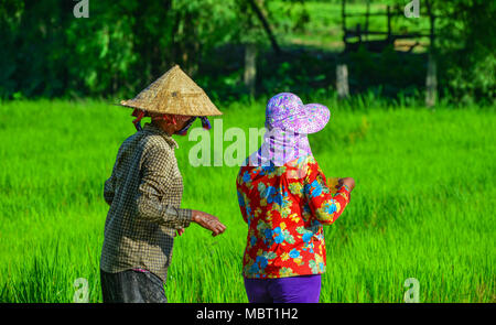 Vietnamesische Frauen arbeiten auf dem Reisfeld im Mekong Delta, Vietnam. Stockfoto