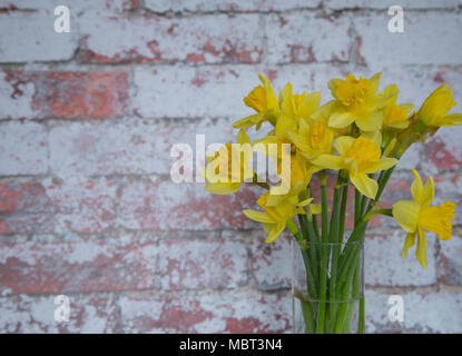 Gelbe Narzissen in eine Vase gegen eine weiße Wand. Stockfoto