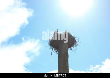 Störche im Nest am Nachmittag gegen den blauen Himmel Stockfoto