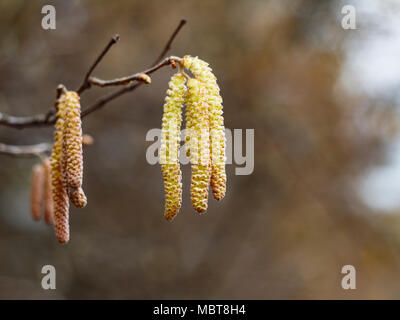 Birke (Betula pendula). Blume und junge Blätter auf unscharfen Hintergrund Stockfoto