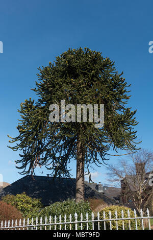 Monkey Puzzle Baum im Garten. Powys. Wales. Stockfoto