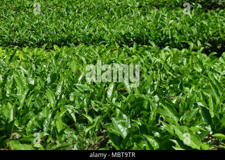 Teepflanze Tee Pflanzen in Teeplantagen in großer Höhe Bergtee Anbaugebiet in Munnar Kerala, Indien Stockfoto