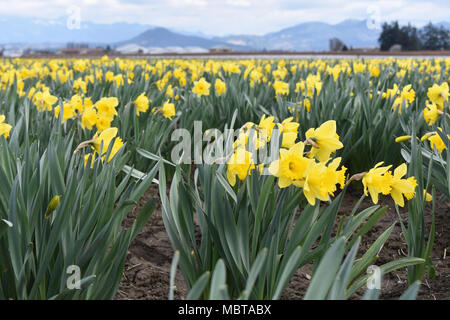 Tulpen in voller Blüte im Skagit Valley, Washington State, USA Stockfoto