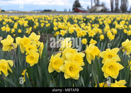 Tulpen in voller Blüte im Skagit Valley, Washington State, USA Stockfoto