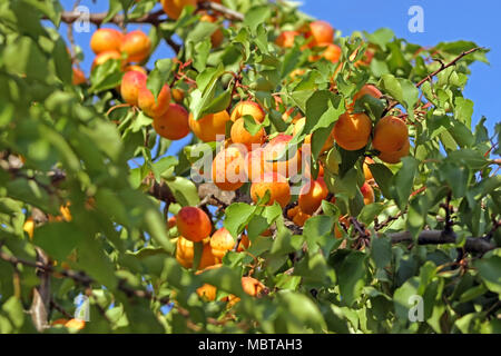 Frische reife Aprikosen auf Baum Stockfoto