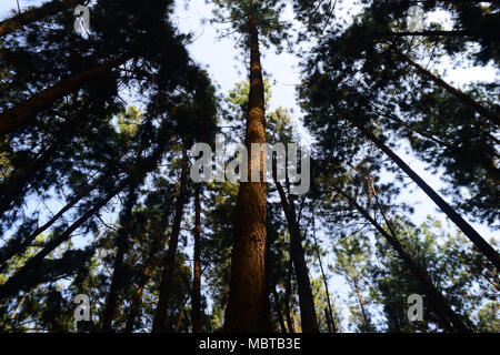 Vagamon Kiefernwald Low Angle View Vagamon Kerala Indien Kiefernwälder Stockfoto