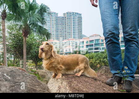 Kleines süßes langen Mantel Dackel hund Wandern im Park mit Eigentümer. Wohngebiet auf Hintergrund. Schönen sonnigen Tag. Hong Kong. Stockfoto