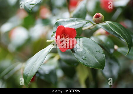 Blumen von Camellia japonica 'Kimberly' Clyne Gärten, Swansea, Wales, UK. Stockfoto