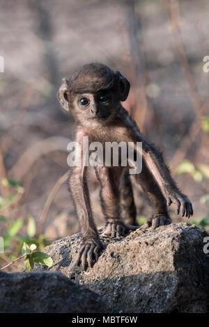 Baby Grau Langur oder Hanuman Langur, Semnopithecus, Bandhavgarh Nationalpark, Tala, Madhya Pradesh, Indien Stockfoto