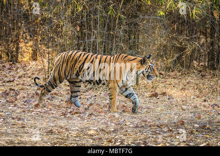 Seitenansicht, volle Länge eines weiblichen Bengal Tiger, Panthera tigris Tigris, Wandern im Bandhavgarh Tiger Reserve, Madhya Pradesh, Indien Stockfoto