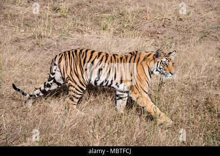 Zweijähriger männlicher Bengal Tiger, Panthera tigris tigris, Seitenansicht, volle Länge, Spaziergang im Bandhavgarh Tiger Reserve, Madhya Pradesh, Indien Stockfoto