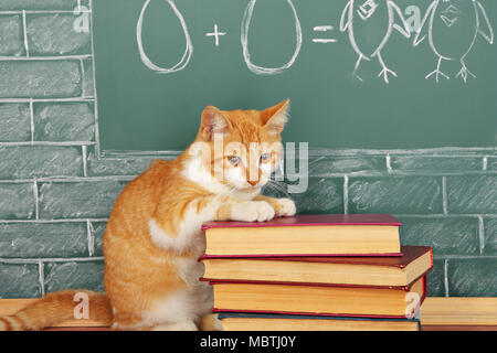 Bildung witzige Idee über rote Katze Studium Arithmetik auf Probe der Zusatz von Eiern Stockfoto