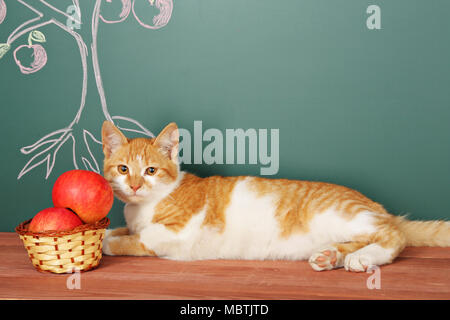 Baum der Erkenntnis Bildung Konzept mit wissenschaftlichen Cat Stockfoto