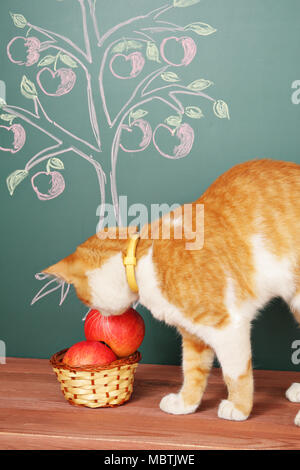 Baum der Erkenntnis Bildung Konzept mit wissenschaftlichen Cat Stockfoto