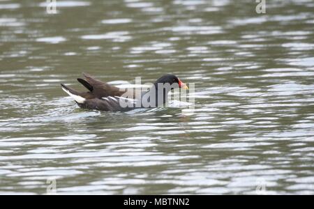 Ein sumpfhuhn Neben einem Kanada Gans in den Teich an der neuen Mühle Naturschutzgebiet. Stockfoto