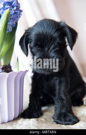 Junge Zwergschnauzer Welpen mit Blumen Stockfoto