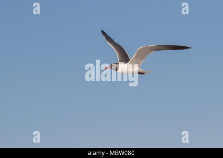 Ein erwachsener Lachen Möwe im Flug. Stockfoto