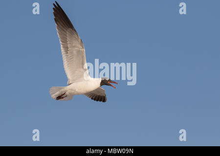 Ein erwachsener Laughing gull Aufruf im Flug. Stockfoto