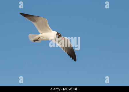 Ein erwachsener Lachen Möwe im Flug. Stockfoto