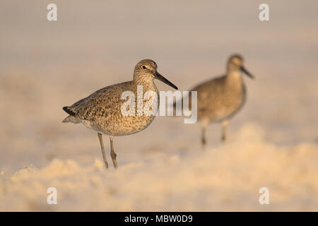 Willets an einem nebligen Strand. Stockfoto