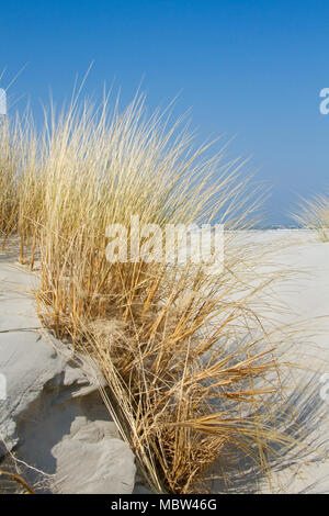 Unterirdische Stiele oder rhizomen von Marram Gras stabilisieren Shifting Sand in den Dünen Stockfoto