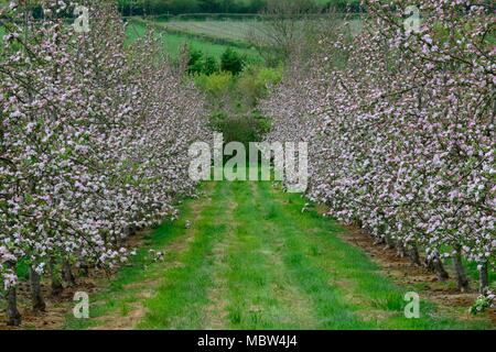 Zwei Reihen von Apfelbäumen in einem modernen Orchard in der Blüte Stockfoto