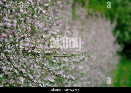 Nahaufnahme von einer Reihe von Apfelbäumen in einem modernen Orchard in der Blüte Stockfoto