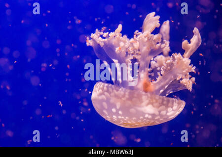 Mastigias schwimmt im Ozean Stockfoto