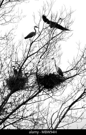 Familie der Reiher in Silhouette in den Nestern auf der Baum Stockfoto