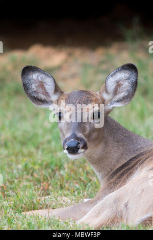 Weibliche Weißschwanz Hirsch Nahaufnahme mit grünem Hintergrund Stockfoto