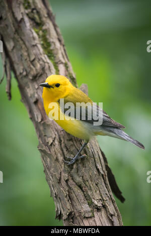 Der prothonotary Warbler sitzt auf dem Ast Stockfoto