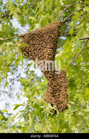 Honigbiene Swarm hängen an einem Baum Gliedmaßen Stockfoto