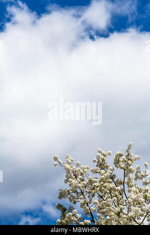 Angehende cherry tree gegen Sonne und Wolken Stockfoto