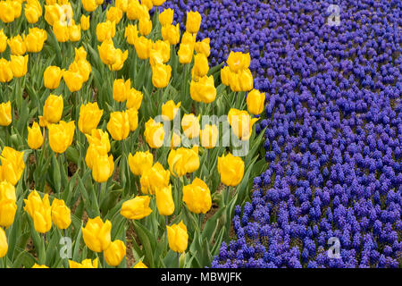 Ein auffälliger Kontrast aus leuchtend gelben Tulpen und tiefvioletten Traubenhyazinthen, die nebeneinander in einem wunderschönen Garten gepflanzt werden. Stockfoto