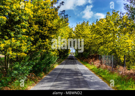 Mimosa Tree Tunnel auf dem Weg. Straße wächst Mimosa und Akazie in der Blüte Stockfoto