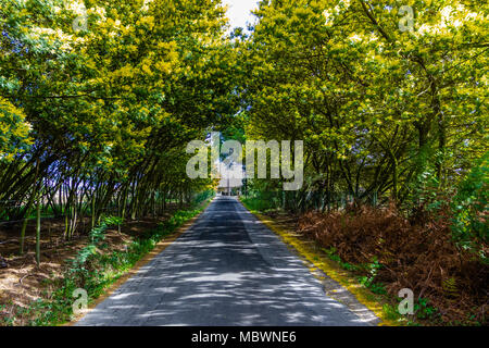 Mimosa Tree Tunnel auf dem Weg. Straße wächst Mimosa und Akazie in der Blüte Stockfoto