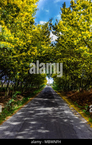 Mimosa Tree Tunnel auf dem Weg. Straße wächst Mimosa und Akazie in der Blüte Stockfoto