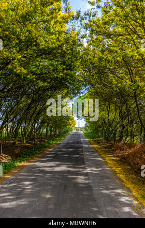 Mimosa Tree Tunnel auf dem Weg. Straße wächst Mimosa und Akazie in der Blüte Stockfoto