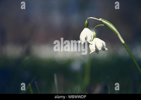 Märzenbecher (Leucojum vernum) Blumen. Stockfoto