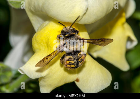 Makroaufnahme einer Hummel (bombus terrestris) mit Blütenstaub bedeckt, Landung auf eine gelbe Blume (Antirrhinum majus) bereit Nektar zu trinken Stockfoto