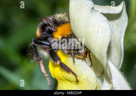 Makroaufnahme einer Hummel (bombus terrestris) mit Blütenstaub bedeckt, in eine gelbe Blume (Antirrhinum majus) bereit Nektar zu trinken. Stockfoto