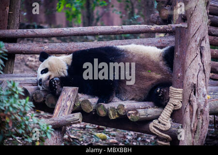 Chengdu Chengdu, China. 12 Apr, 2018. Chengdu, China 12. April 2018: Panda in Chengdu Research Base Panda in Chengdu, Provinz Sichuan im Südwesten Chinas. Credit: SIPA Asien/ZUMA Draht/Alamy leben Nachrichten Stockfoto