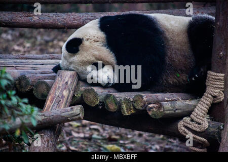 Chengdu Chengdu, China. 12 Apr, 2018. Chengdu, China 12. April 2018: Panda in Chengdu Research Base Panda in Chengdu, Provinz Sichuan im Südwesten Chinas. Credit: SIPA Asien/ZUMA Draht/Alamy leben Nachrichten Stockfoto