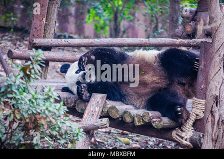 Chengdu Chengdu, China. 12 Apr, 2018. Chengdu, China 12. April 2018: Panda in Chengdu Research Base Panda in Chengdu, Provinz Sichuan im Südwesten Chinas. Credit: SIPA Asien/ZUMA Draht/Alamy leben Nachrichten Stockfoto