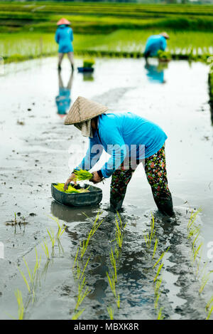 Drei Frauen Reis Terrasse die Bauern, die in der Reis Terrasse mit blauen Regenmäntel und traditionellen Landwirt Hüte. Stockfoto