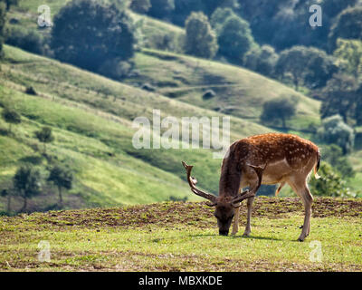 Rotwild im Naturpark Stockfoto