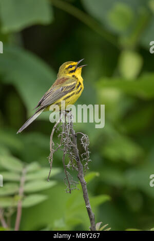 Prairie-Waldsänger, der vor einem toten Ast singt Ein grüner Hintergrund Stockfoto