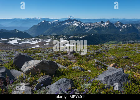 Mt Adams Webstühle hinter Wildblumen bedeckten Berge in Washington Wildnis Stockfoto